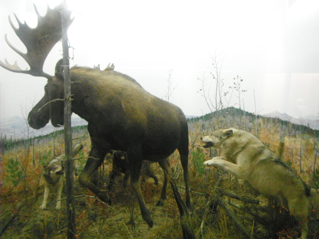 Des loups jouant a vouloir se nourir d'un gros male orignal!