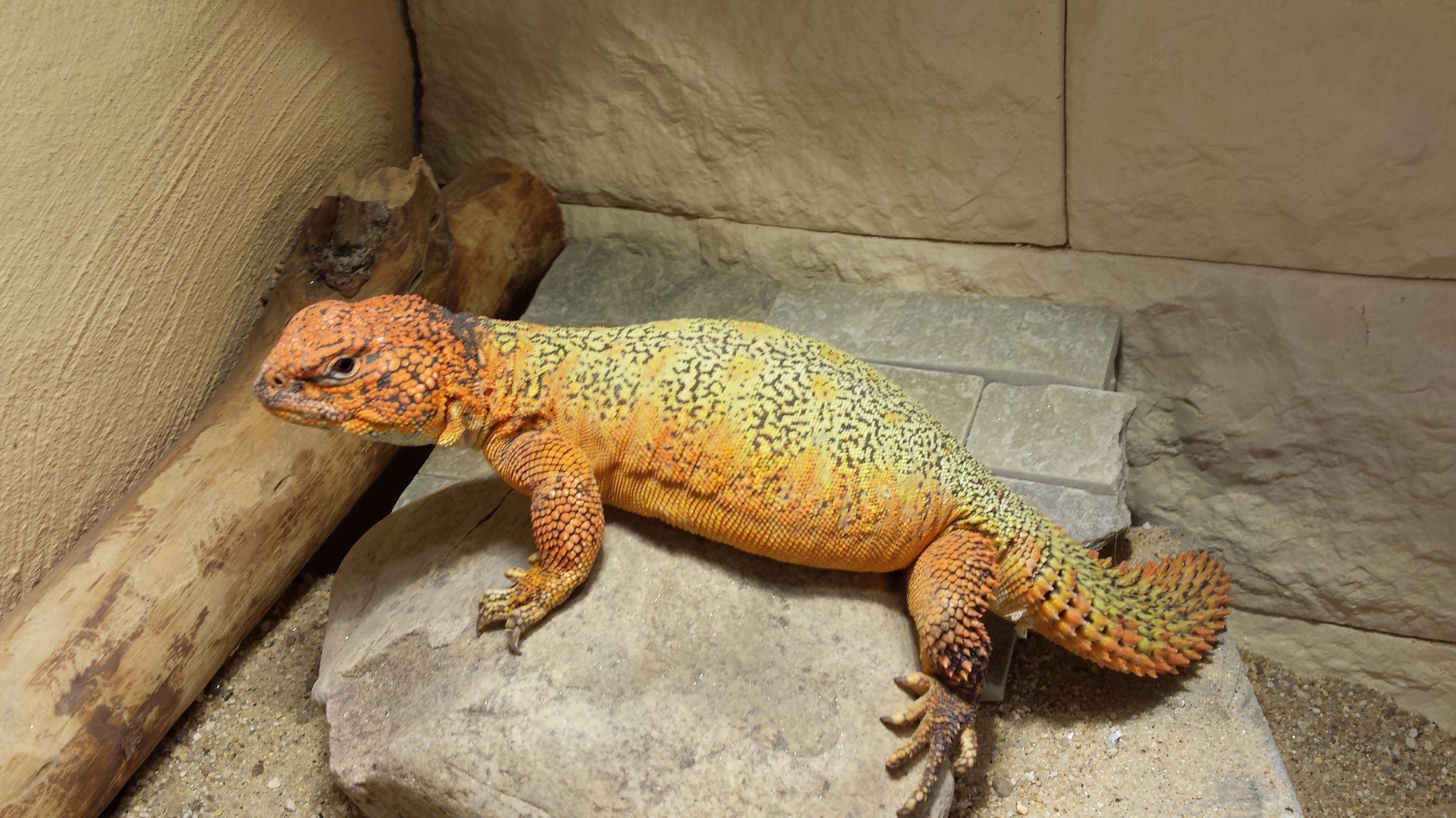 Uromastyx Acanthinura Nigriventris.