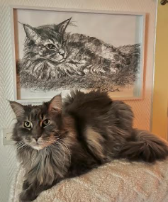 Monsieur(c'est bien de le nom de ce beau maincoon) chez lui , en présence de son portrait