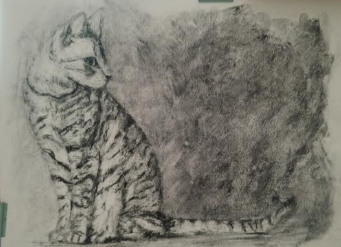 Ramsès, le bengal!