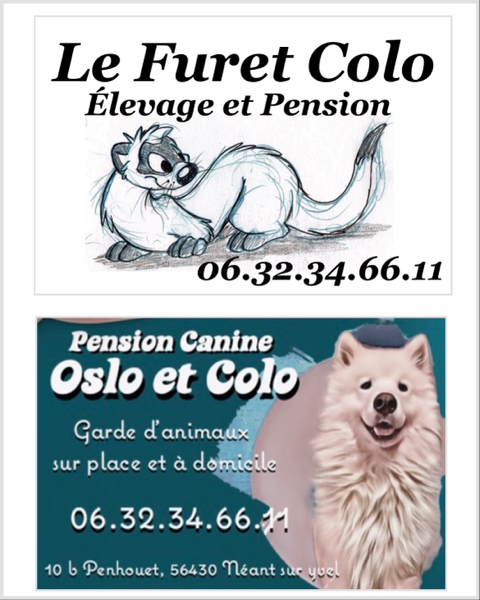 Site de le-furet-colo-bretagne !