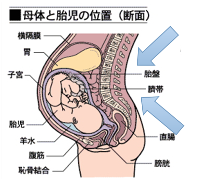 妊娠 初期 腰痛