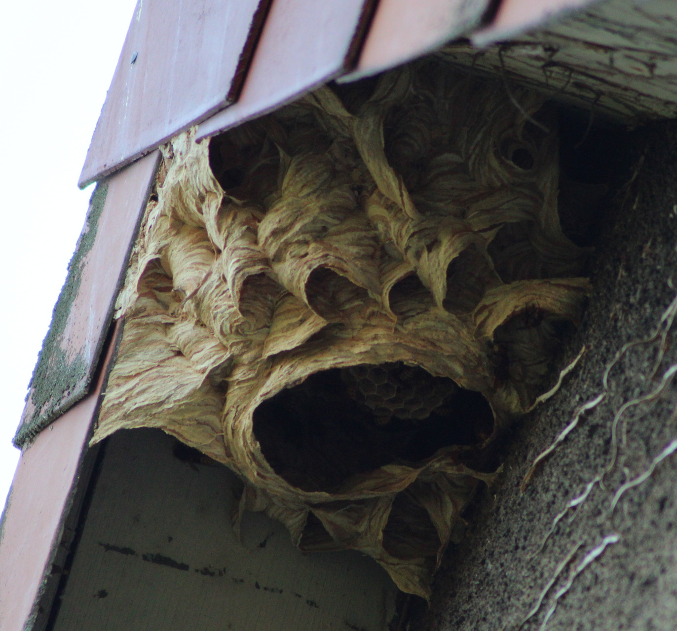 Na geht doch!  Unterm Dach wohnen die Hornissen und unten im Garten die Bienen.