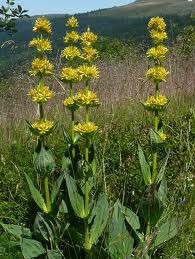 Gentianes sur les hauts plateaux Forez 42