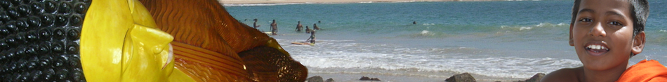 Rundreise Sri Lanka mit Ayurveda Kuraufenthalt im Strandhotel am Meer oder in Gartenlandschaft unter Palmen buchen