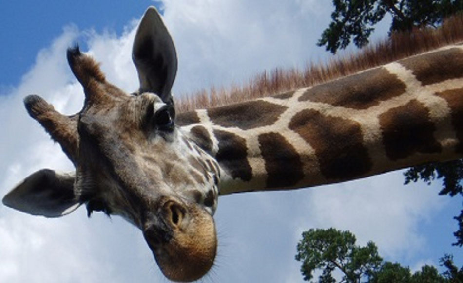 Kenia Rundreisen und Baden mit Flug - Neu Kenia mit dem Zug erkunden incl. badeurlaub Diani Beach 2024-2025