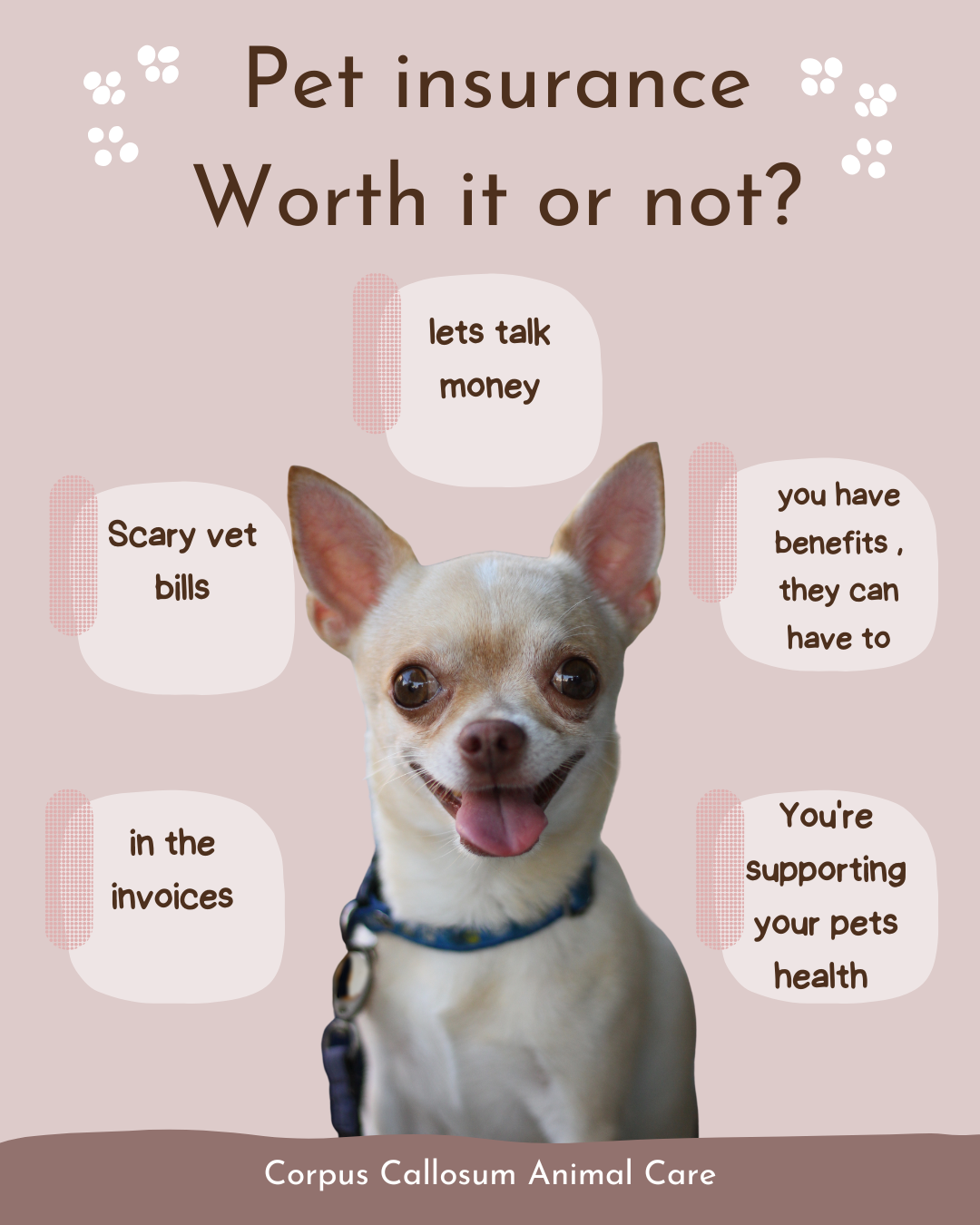 Pet Insurance – Is It Worth It? An RVT’s Honest Take