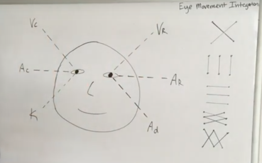 Eye Movement Integration Abklärung Lerntherapie Entwicklungspädiatrie