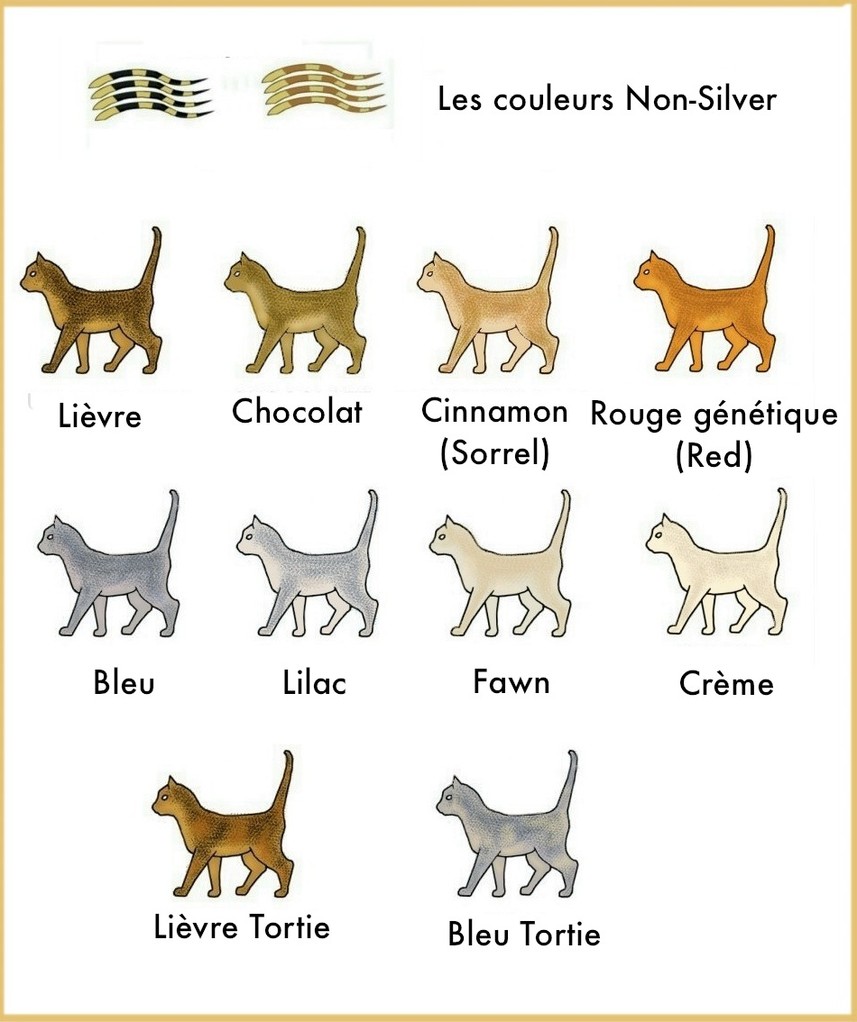 Couleurs des chats Somali ISAL Club des chats Somali et Abyssin