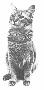 Tigerlily's Sir Rodger