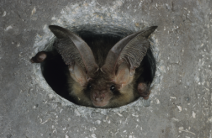 © NABU/Dietmar Nill - Braunes Langohr 