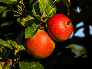 © NABU/ Kathy Büscher, NABU Rinteln