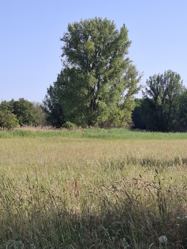 Magerwiese bei der Obermühle