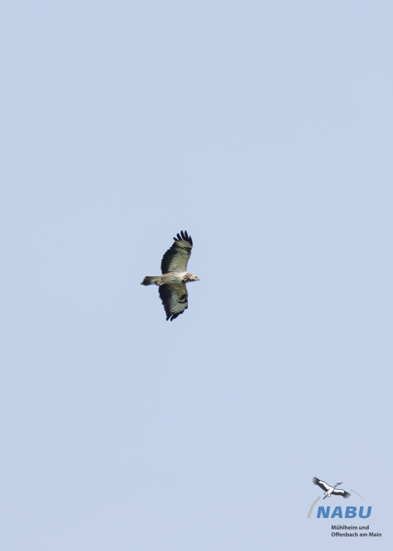 Mäusebussard