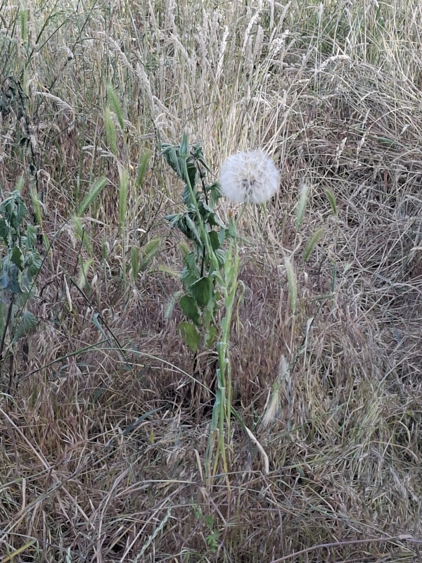 Wiesenbocksbart