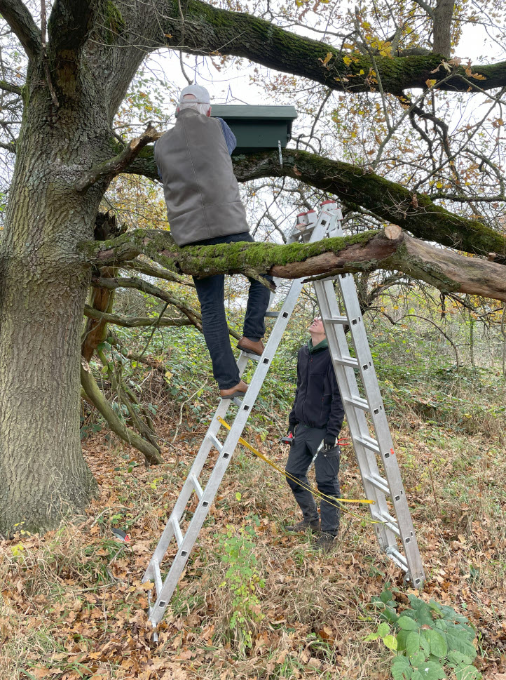 Aufhängen der Steinkauzröhre SK 15 an einer Eiche