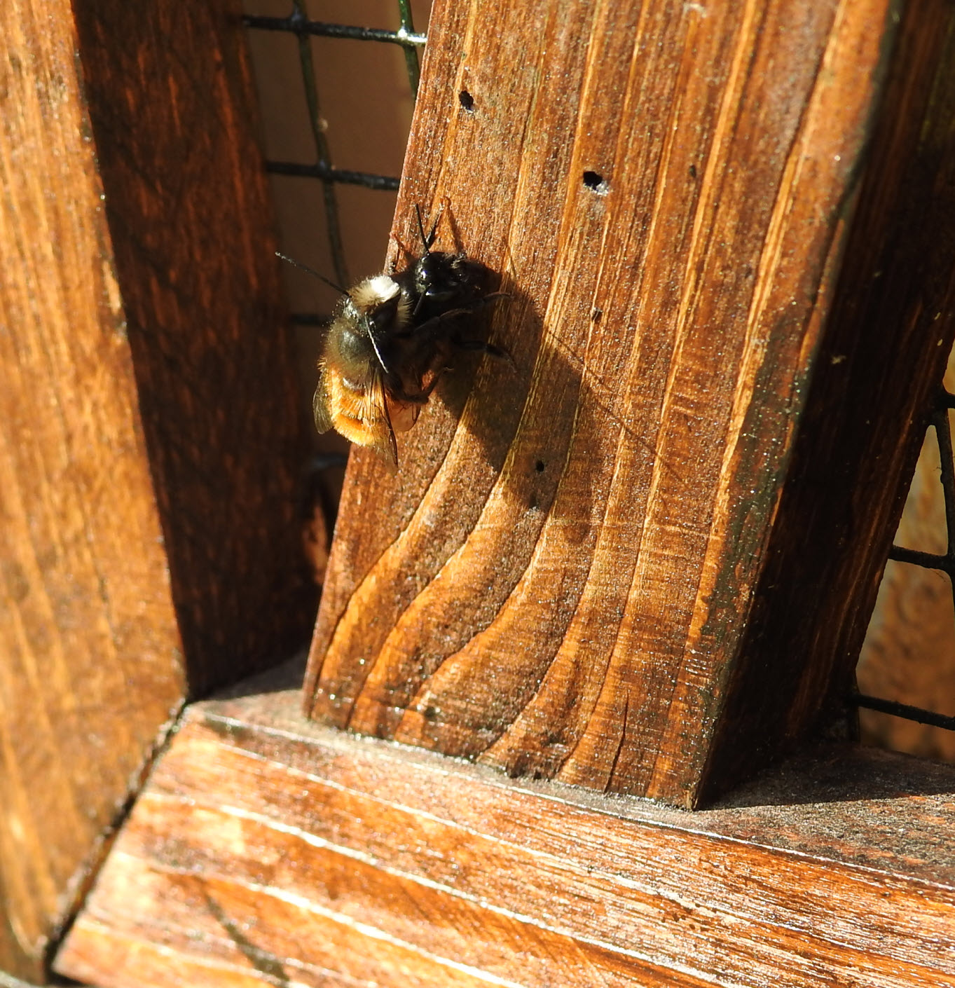 März 2023: gehörnte Mauerbienen bei der Paarung