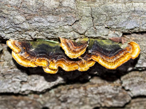 © NABU/Kathy Büscher