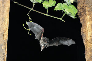© NABU/Dietmar Nill, Mopsfledermaus