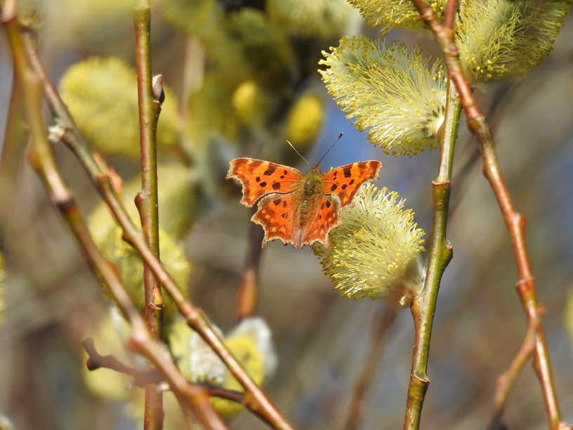 Vorfrühling auf den Obermühlwiesen