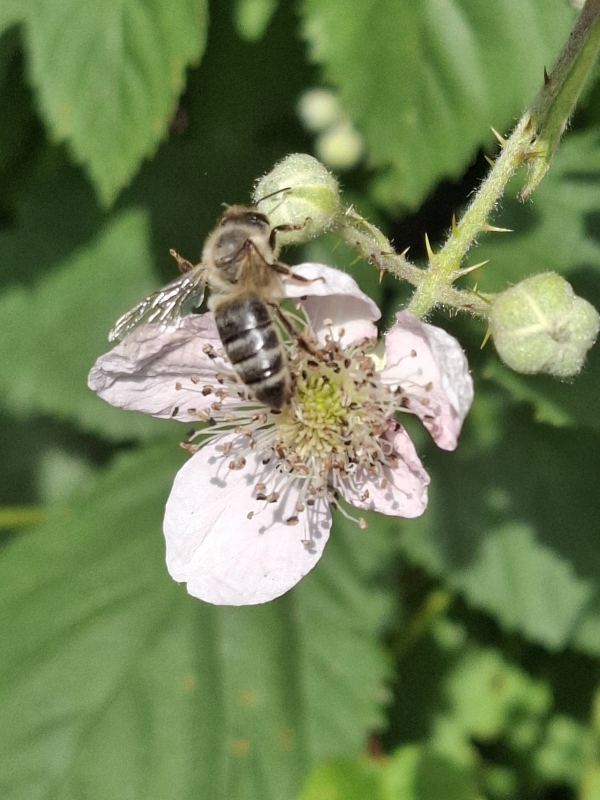 Honigbiene auf Brombeerblüte