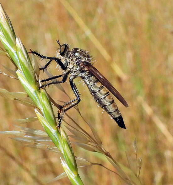 In der Biberaue - Die Raubfliege
