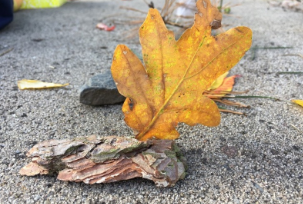 Herbstliche Sammeleien