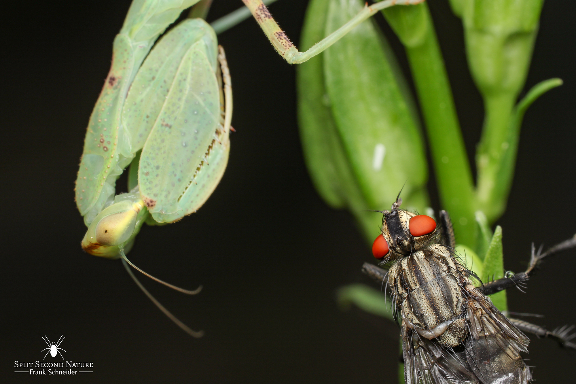 Insecta Zoohaus W&S Ihr Spezialist für Vogelspinnen und Wirbellose