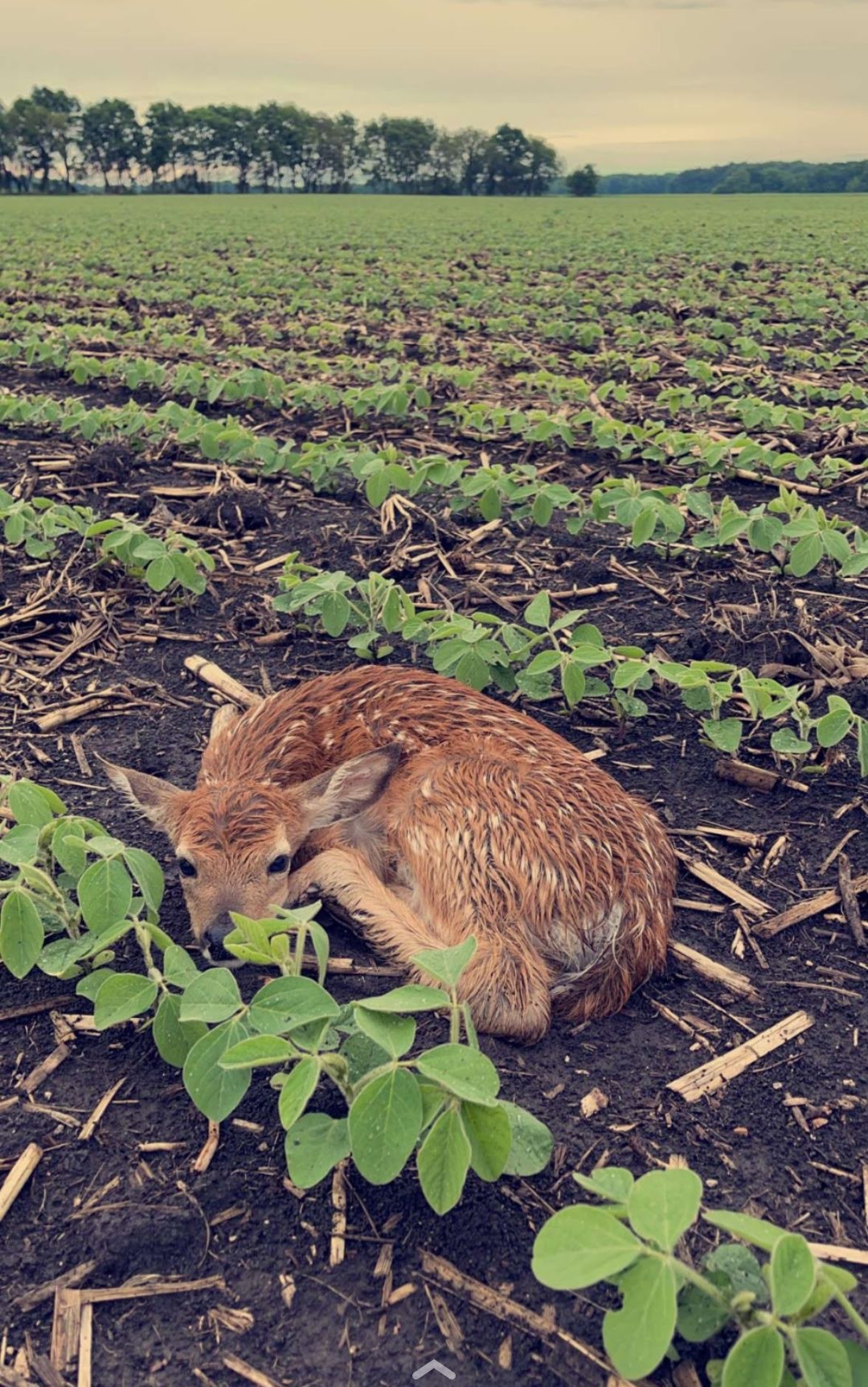 2021 Photo Gallery Heritage Family FarmsArthur, Illinois
