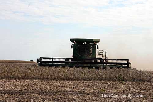 Beans were green but ready due to the lack of rain