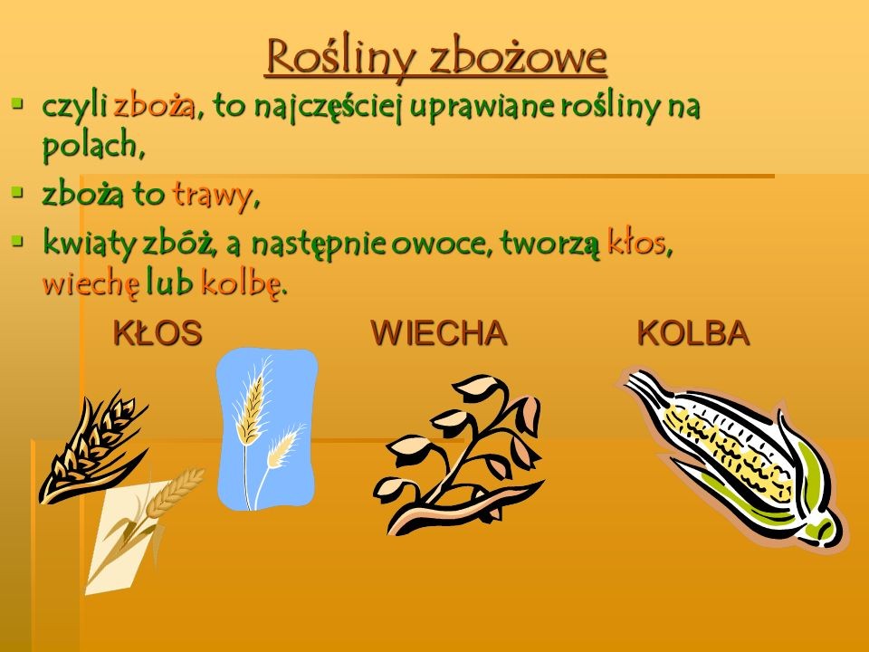 Jakie Rośliny Zaliczamy Do Roślin Okopowych Wymień Trzy Rośliny OD BURAKA DO LIZAKA - zajecia3