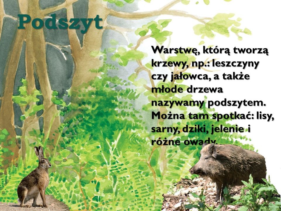 Zwierzęta Roślinożerne Mięsożerne Wszystkożerne Klasa 3 Prezentacja WYSOKIE DRZEWA/KORONY DRZEW - zajecia3