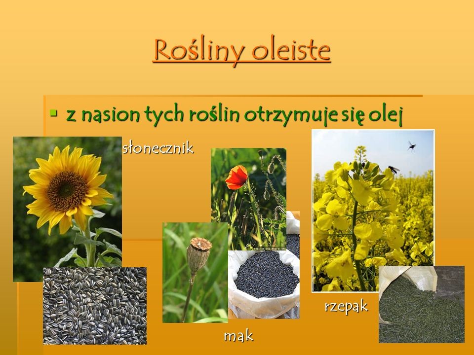 Rośliny Oleiste I Włókniste Klasa 3 OD BURAKA DO LIZAKA - zajecia3