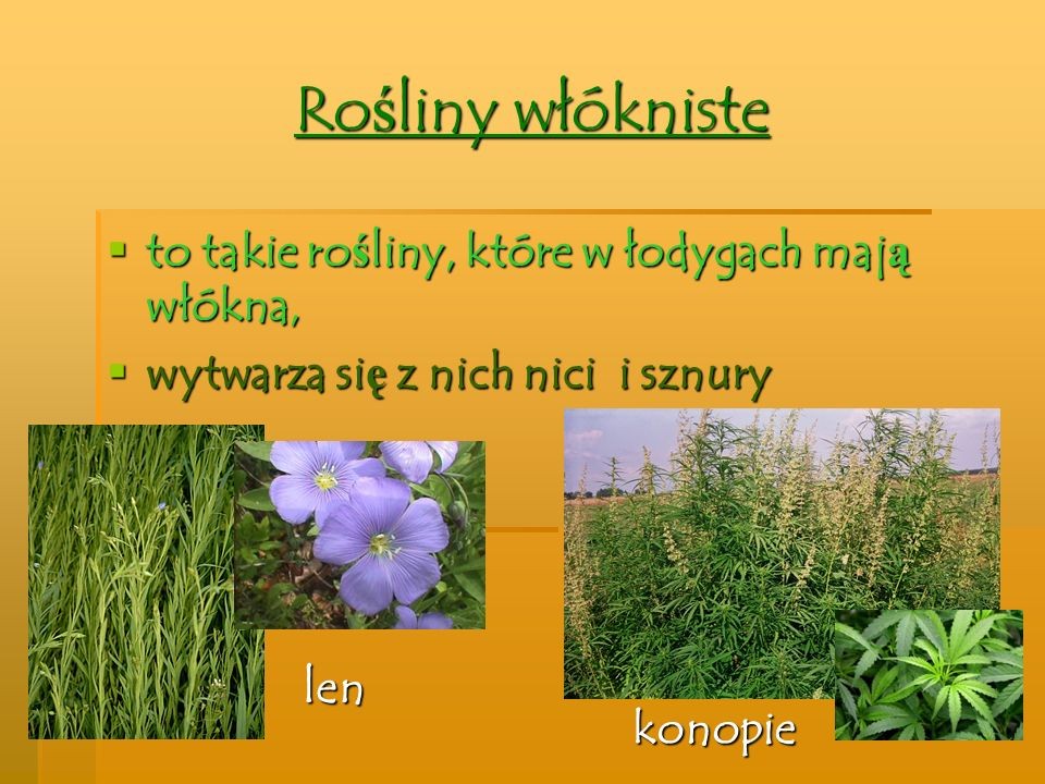 Rośliny Zbożowe Okopowe Oleiste I Włókniste Klasa 3 OD BURAKA DO LIZAKA - zajecia3