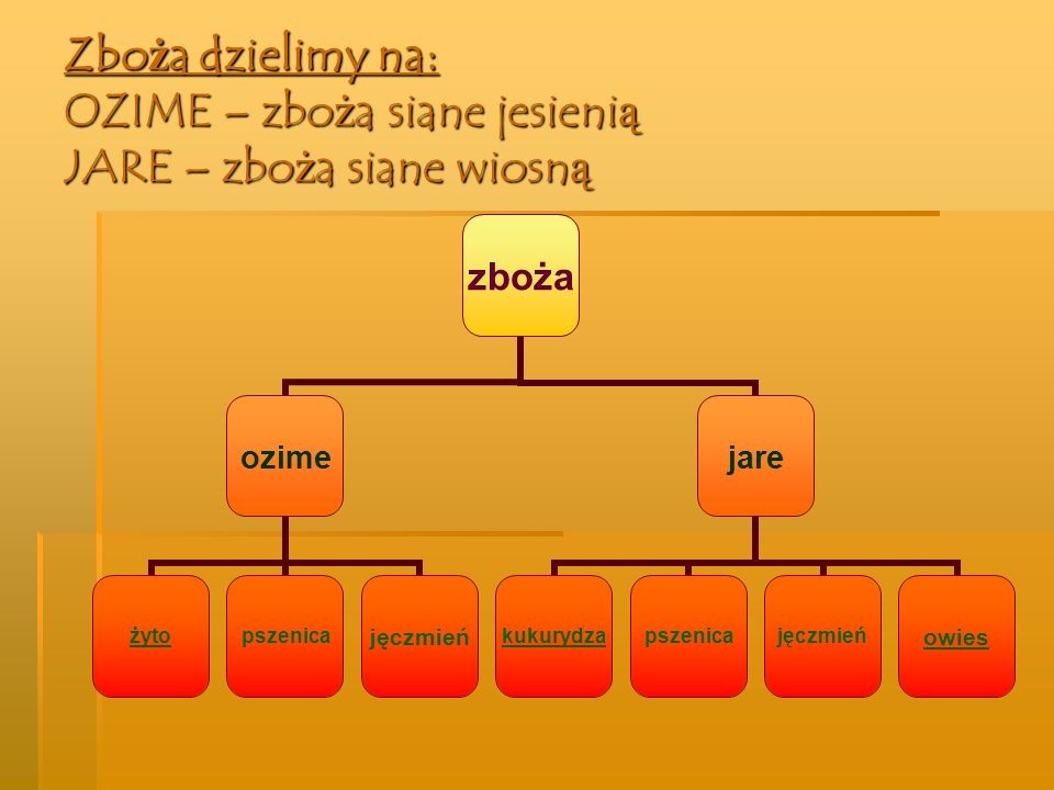 Rośliny Zbożowe Okopowe Oleiste I Włókniste Klasa 3 OD BURAKA DO LIZAKA - zajecia3