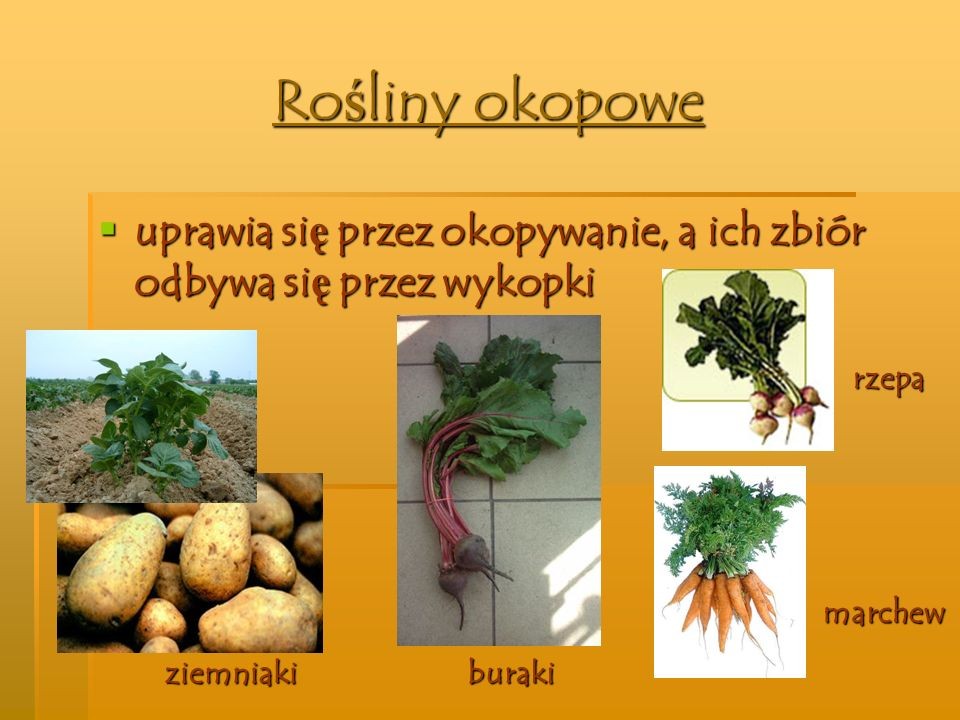 Jakie Rośliny Zaliczamy Do Roślin Okopowych Wymień Trzy Rośliny