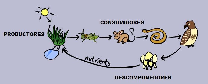Cadena Alimenticia - Página web de apoyocr