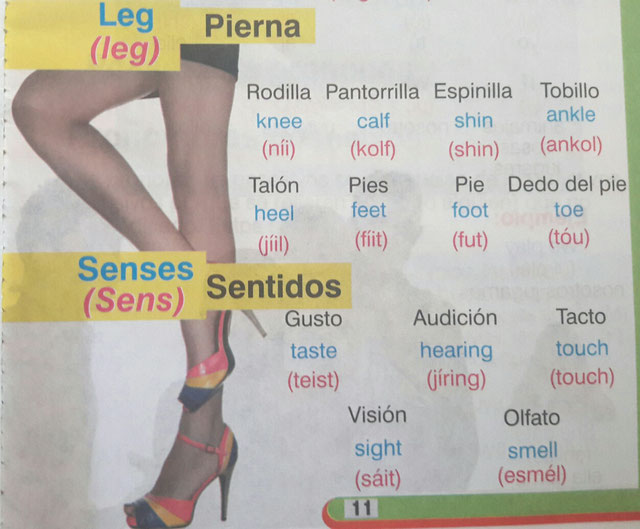 Hasta aquí terminría el tema de partes del cuerpo.