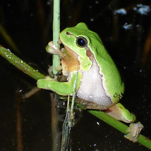 Laubfrosch