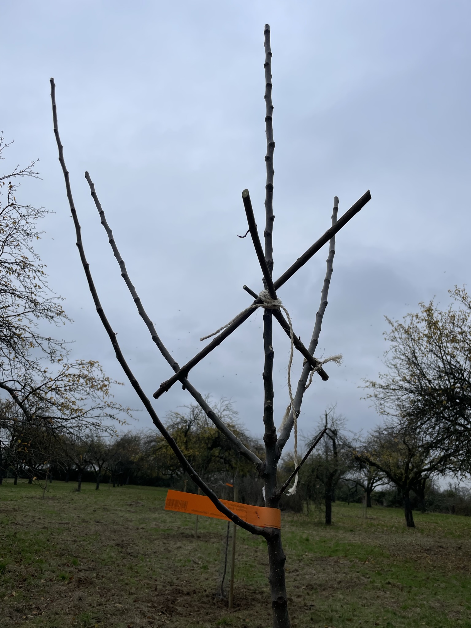 Aufbauschnitt