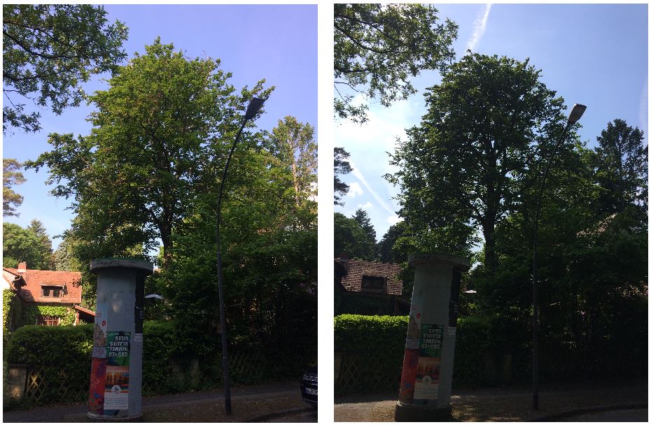 Rotbuche, Kronenpflege, Kronenreduktion
