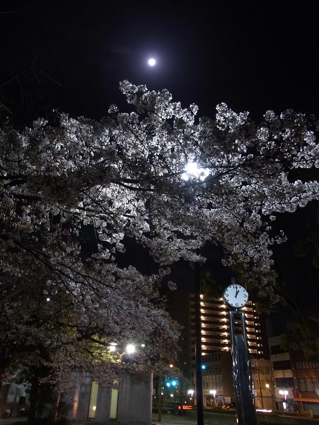 神明公園夜桜（駅前甘味トキワ前）