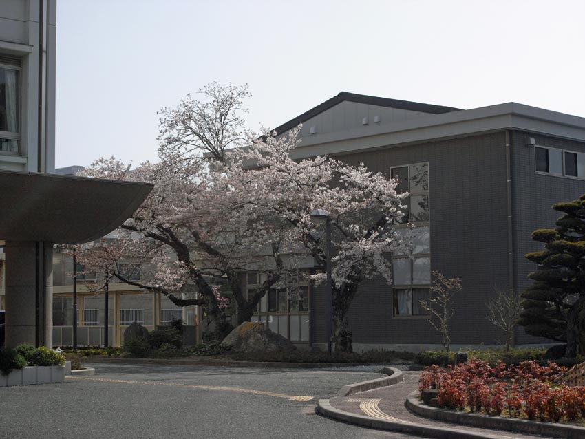 本校図書館前の桜