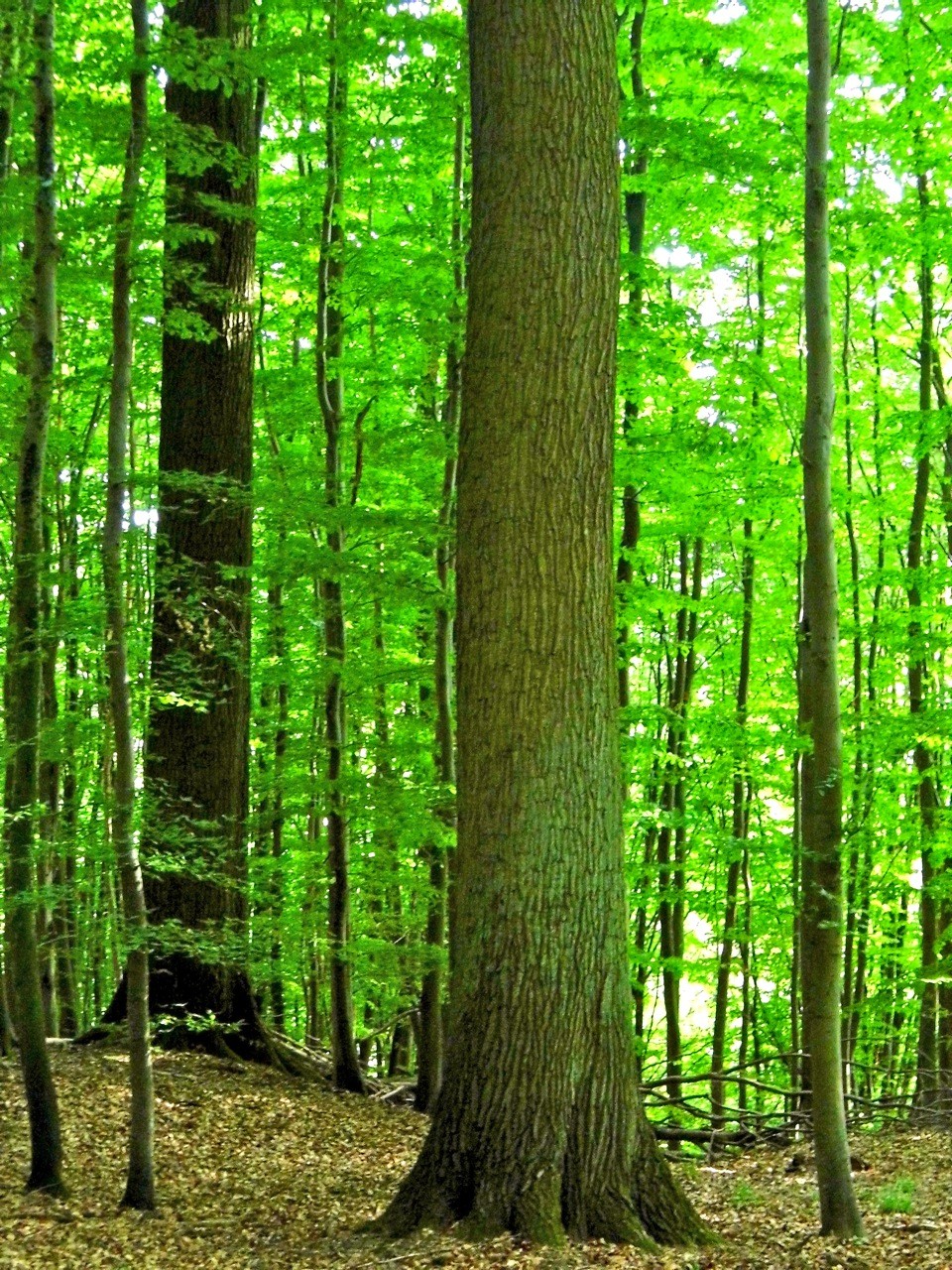 Eine solche Eiche kann als Starkholz genutzt und zu Furnieren verarbeitet werden, erklärte Volker Vömel den Teilnehmern.