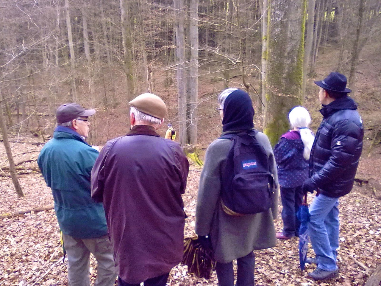 Zum Abschluss präsentierte Volker Vömel noch die einmalige „Vierlingsbuche“, die von ihm in einem Tal nahe Drommershausen entdeckt wurde.