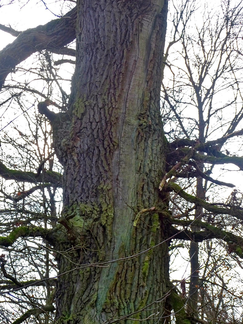 Eine Blitzschlag teilte einst diese Eiche im Kubacher Holz. Die Blitzrinne ist nie wieder richtig zugewachsen, erläuterte Volker Vömel.