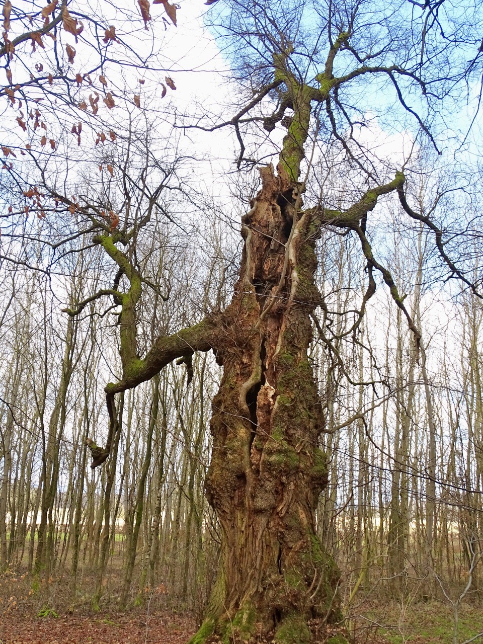 Von den Linden am Weilburger Windhof werden Samen zur weiteren Kultivierung gesammelt, da sie dem Forstsaatgutgesetz entsprechen.