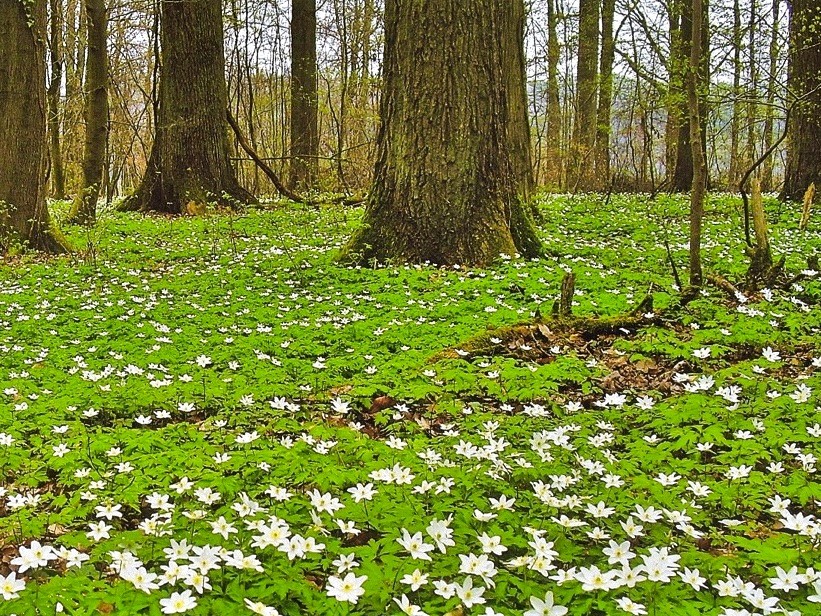 Anemonen blühen im verwilderten Irrgarten am Windhof. Auch der Name „Buschwindröschen“ geht auf die griechische Sagenwelt zurück.