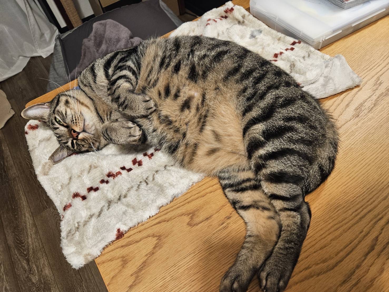 大福 - SAVE CAT CAFE