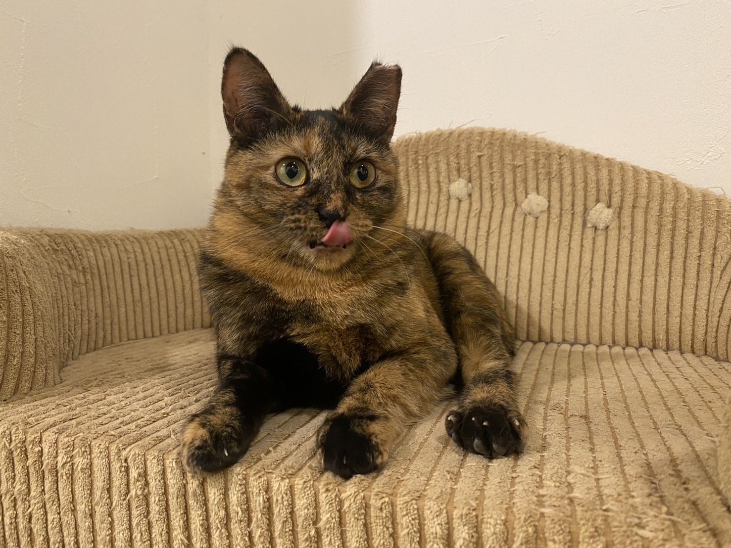 新入り猫さん！えっちゃん！